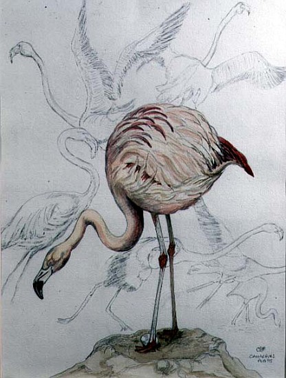 Flamingo (pencil and w/c on paper)  od Carolyn  Hubbard-Ford