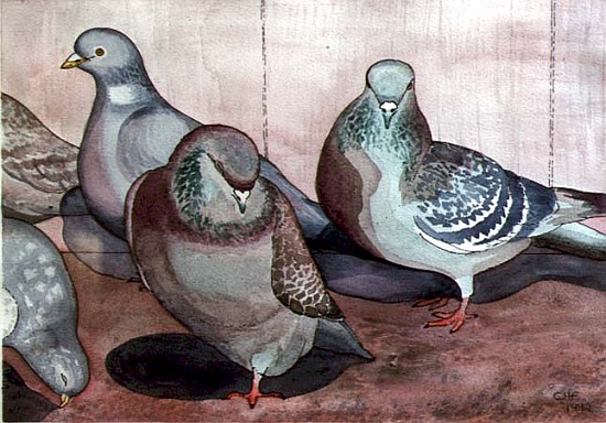 Pigeons (w/c on paper)  od Carolyn  Hubbard-Ford