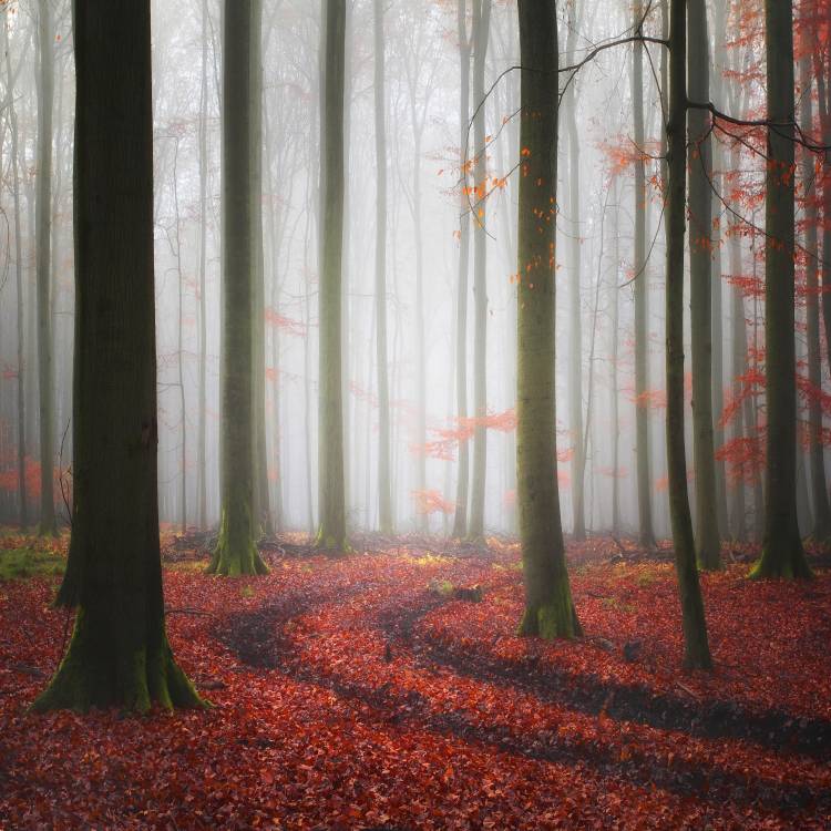 Autumnal Tracks od Carsten Meyerdierks