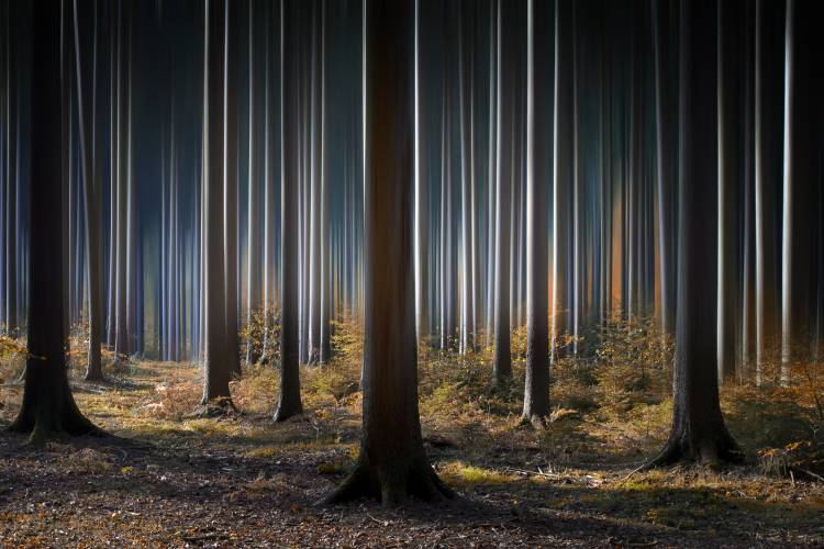 Mystic Wood od Carsten Meyerdierks