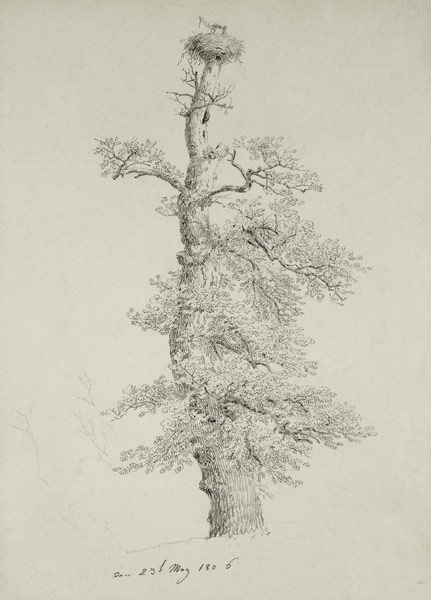 Ancient Oak Tree with a Stork's Nest od Caspar David Friedrich