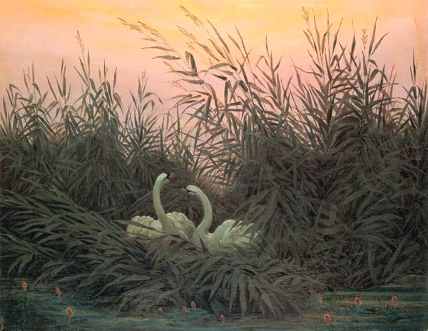 Swans in the Reeds od Caspar David Friedrich