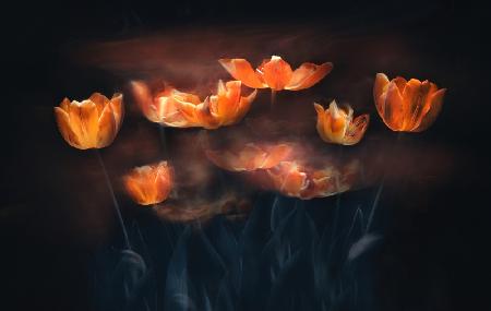 Tulips on Fire