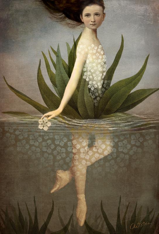 Wasserlilie od Catrin Welz-Stein