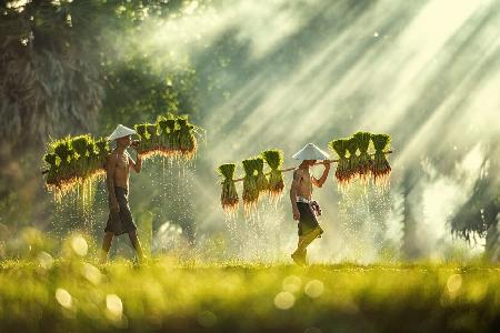 Thailand farmers rice planting and  grow rice in the rainy season