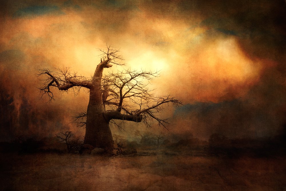 The mighty Baobab... od Charlaine Gerber