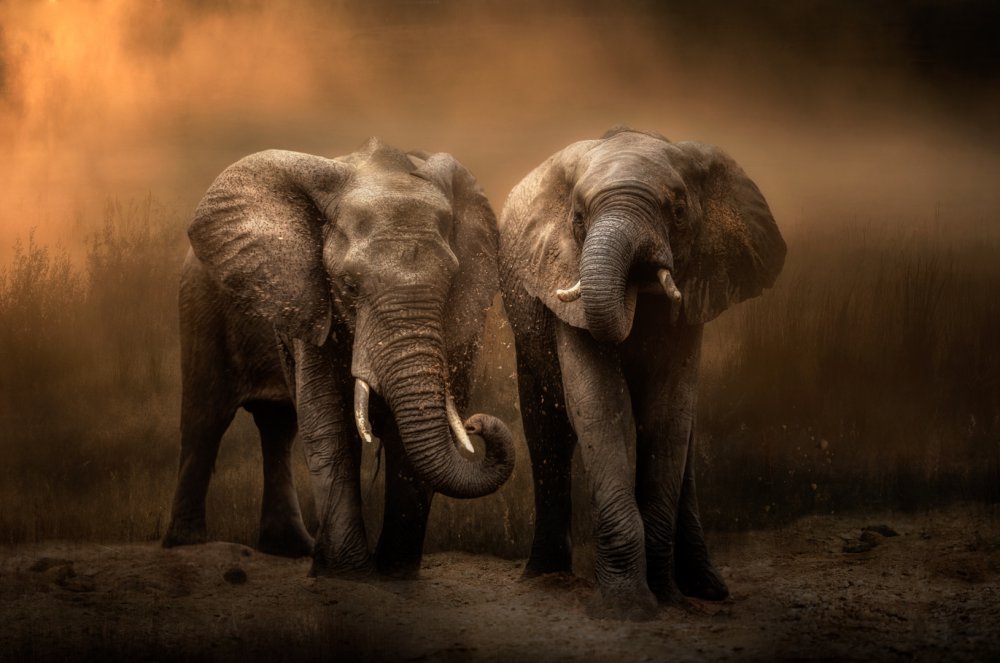 Elephants dust bath... od Charlaine Gerber