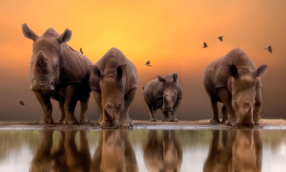 Rhinos by the water..... od Charlaine Gerber