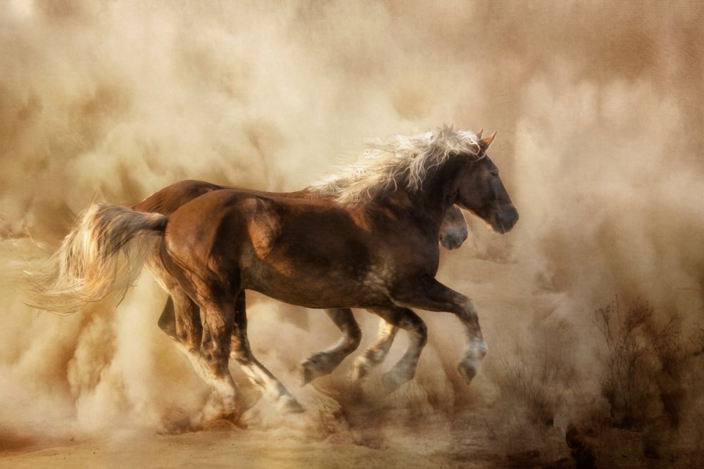 Horses in the dust... od Charlaine Gerber