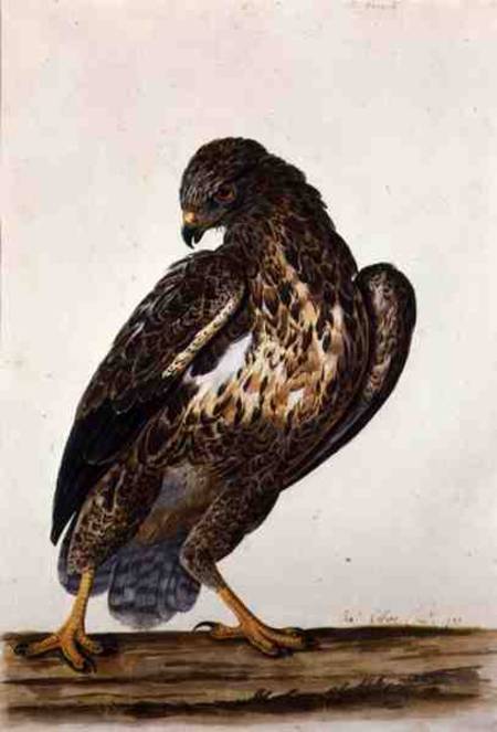 The Common Buzzard od Charles Collins