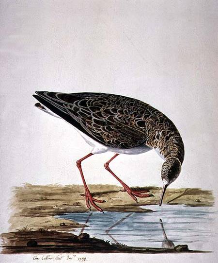 Curlew Sandpiper od Charles Collins