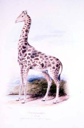 Giraffe by James Edwin Edward Dawe, illustration to The Ruminantia Vol. I