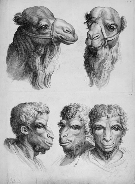 Similarities Between the Head of a Camel and a Man, from 'Livre de portraiture pour ceux qui commenc od Charles Le Brun