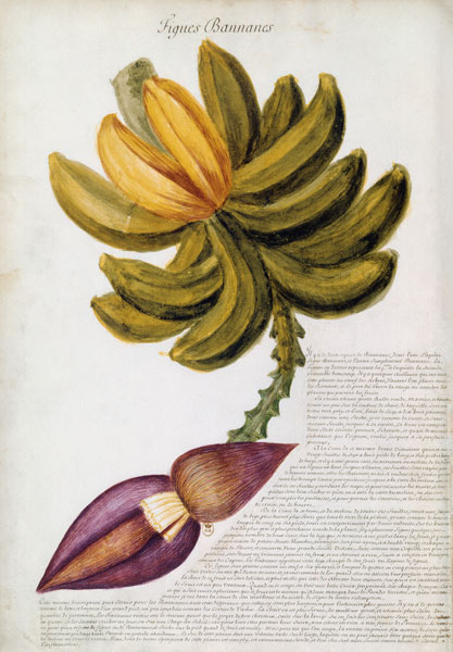 Banana od Charles Plumier
