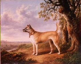 A Terrier on a path in a wooded landscape