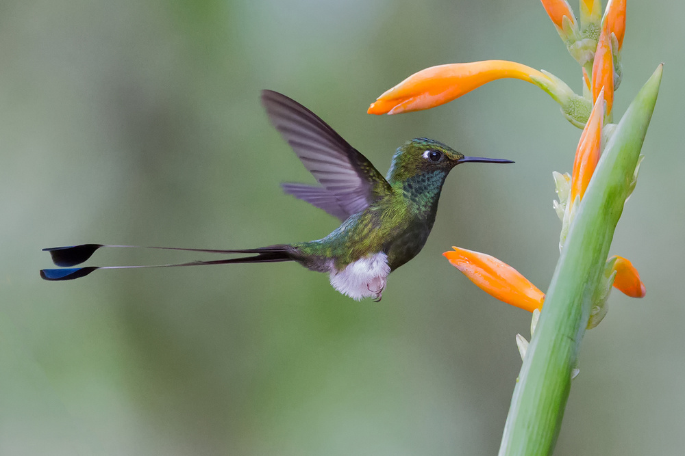 Hummingbird and flower od Cheng Chang