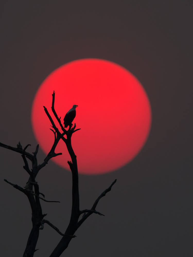 Sunset on Chobe River od Cheng Chang