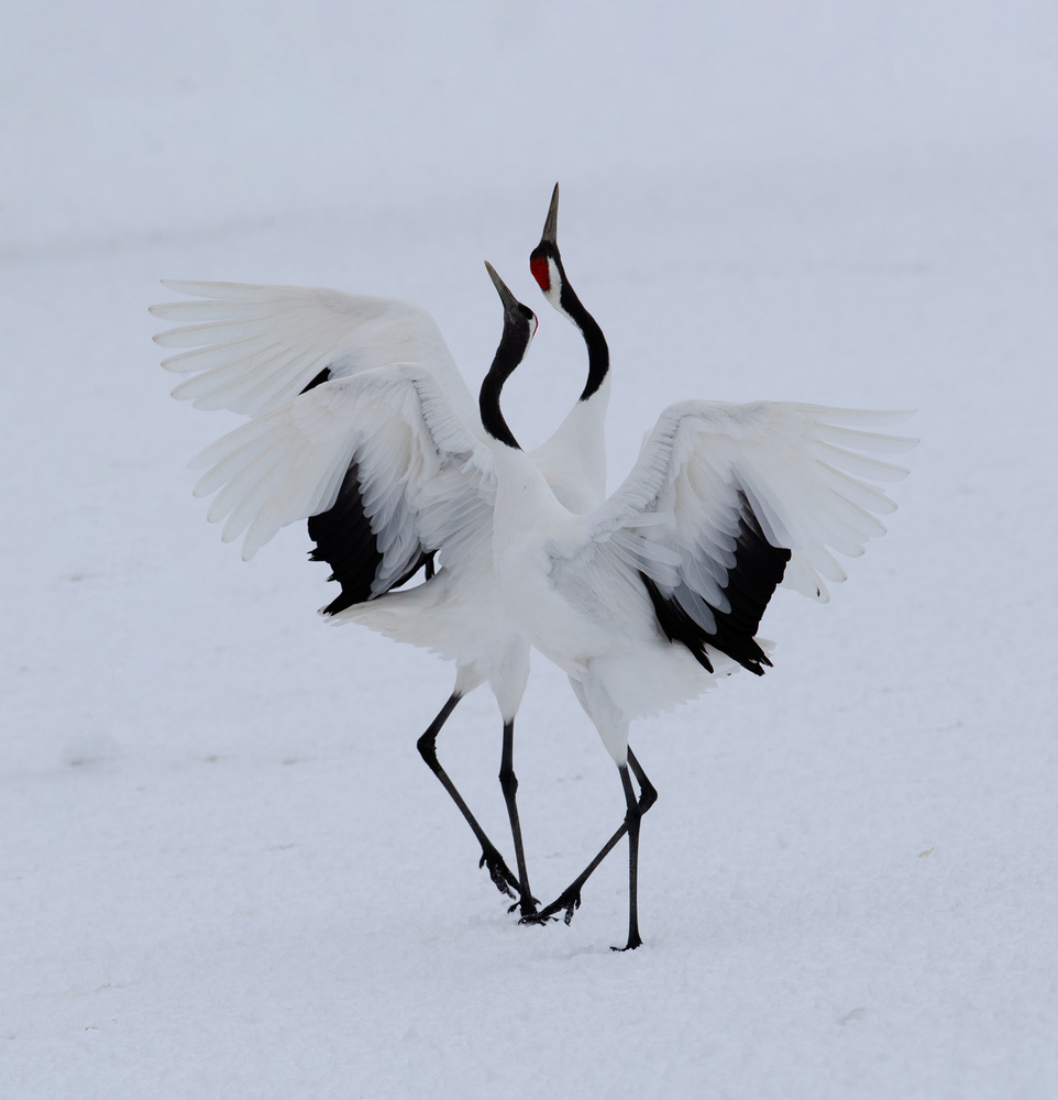 Dancing in the snow. od Cheng Chang