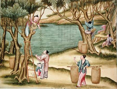 Collecting mulberries, from a book on the silk industry od Chinese School