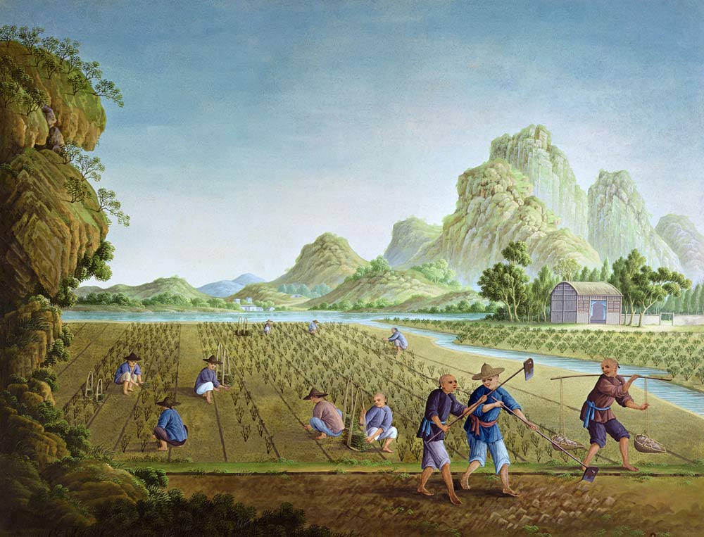 Rice cultivation in China, transplanting plants (colour litho) od Chinese School, (18th century)