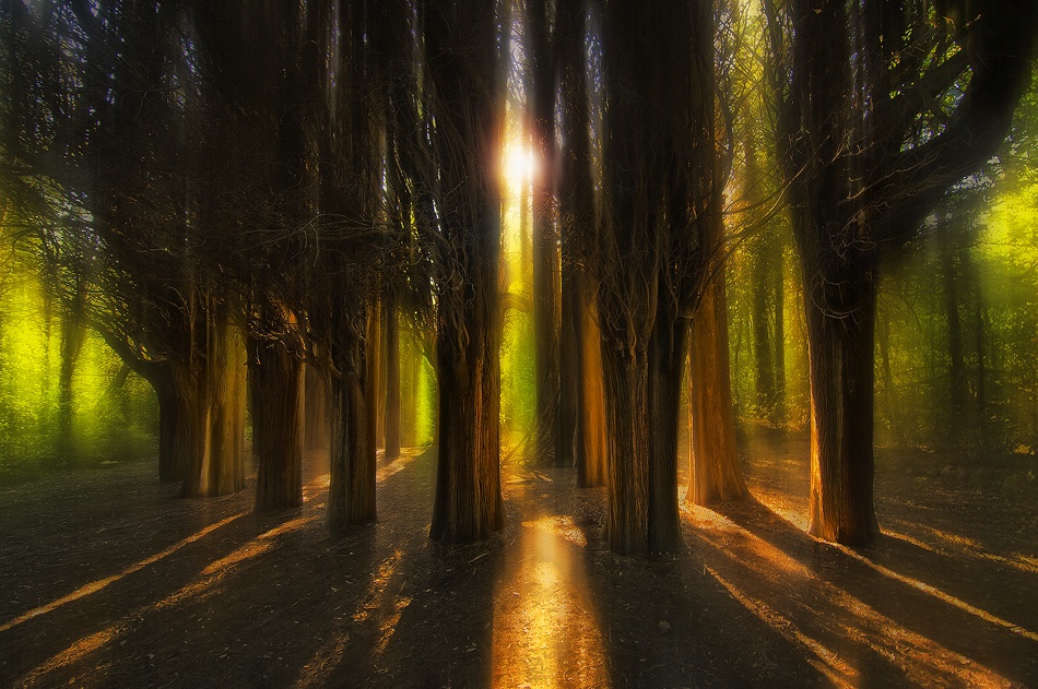 Enchanted Forest od Chris Kaddas