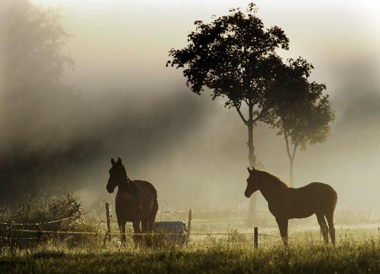 Pferde im Morgennebel od Christian Hager