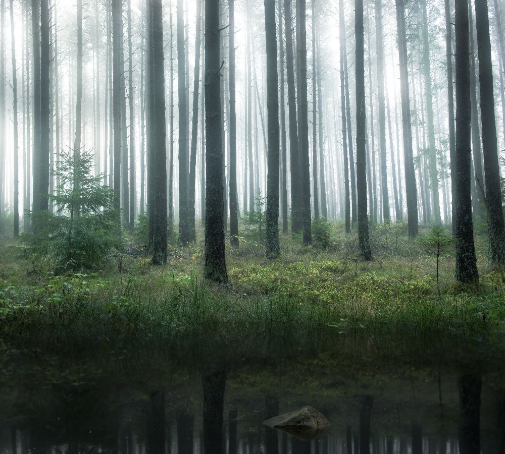 Lake in forest od Christian Lindsten