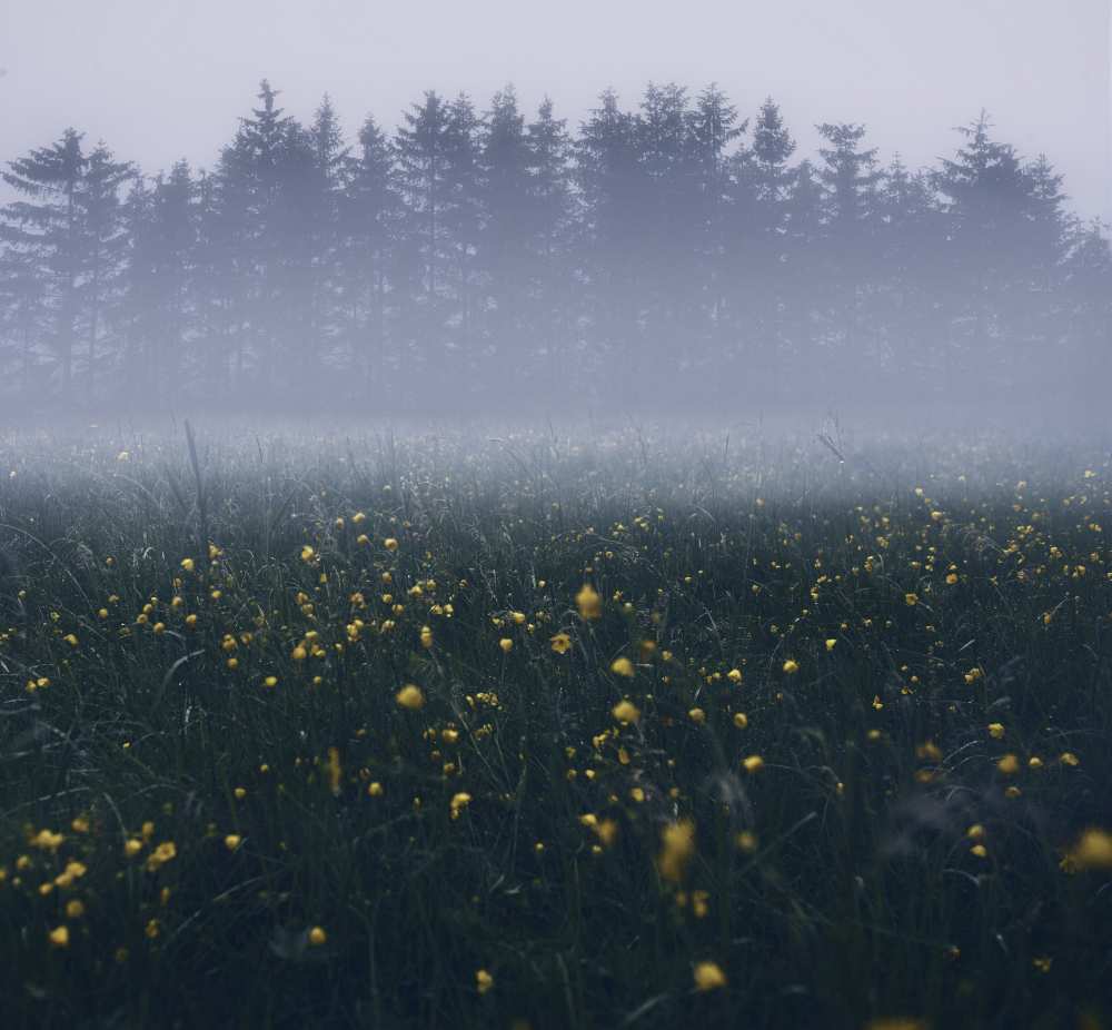 Those foggy mornings od Christian Lindsten