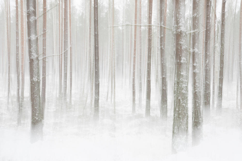 Winterforest in Sweden od Christian Lindsten