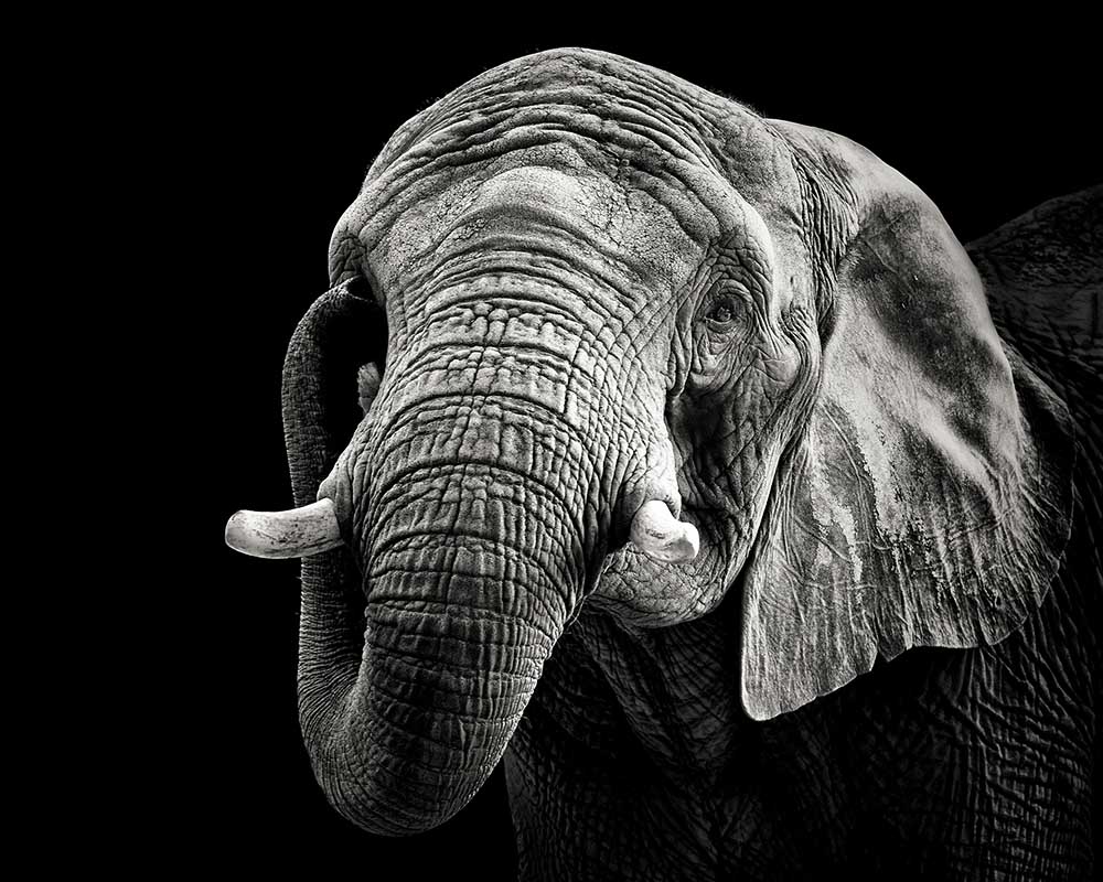 African Elephant od Christian Meermann