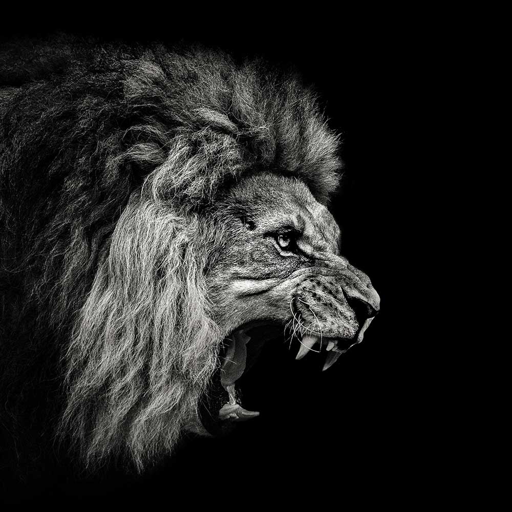 Roaring Lion #2 od Christian Meermann