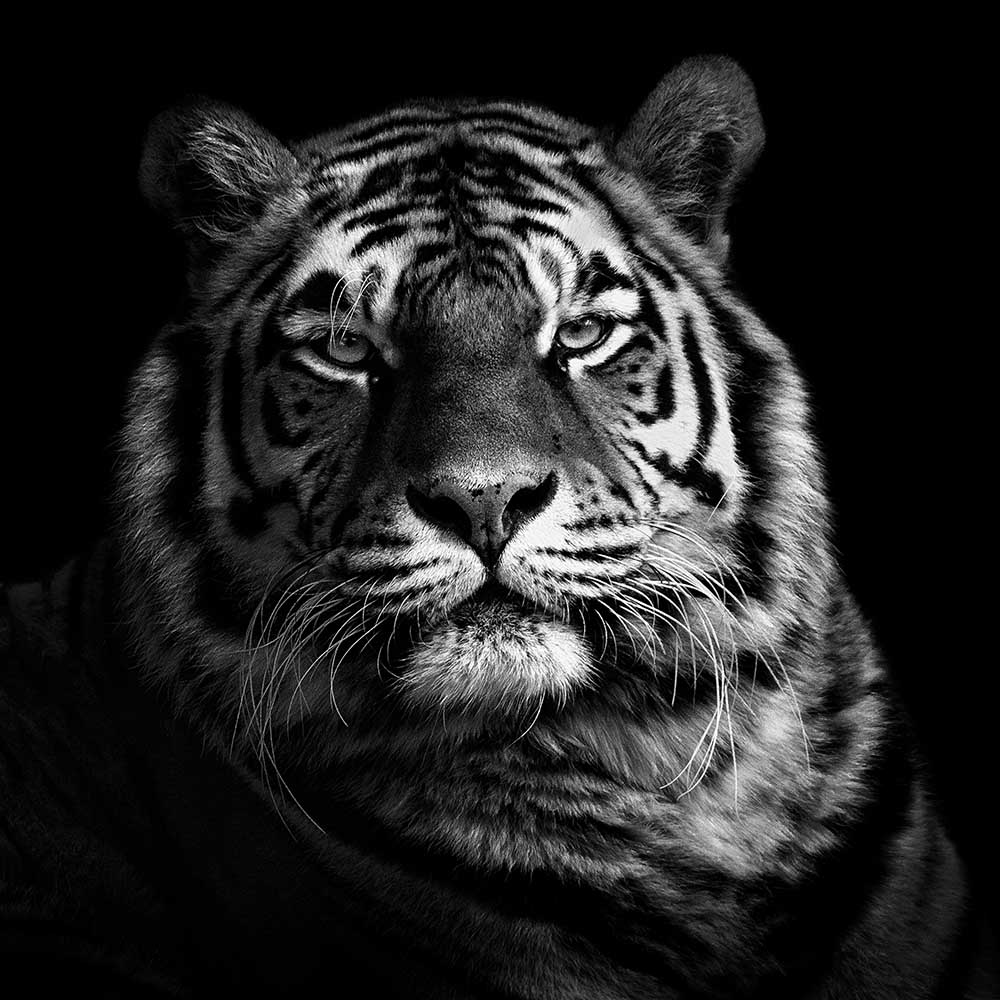 Tiger od Christian Meermann