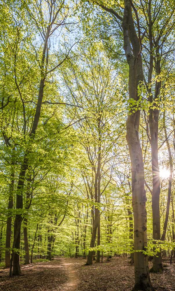 Beech forest in spring near Engenhahn in the Taunus od Christian Müringer