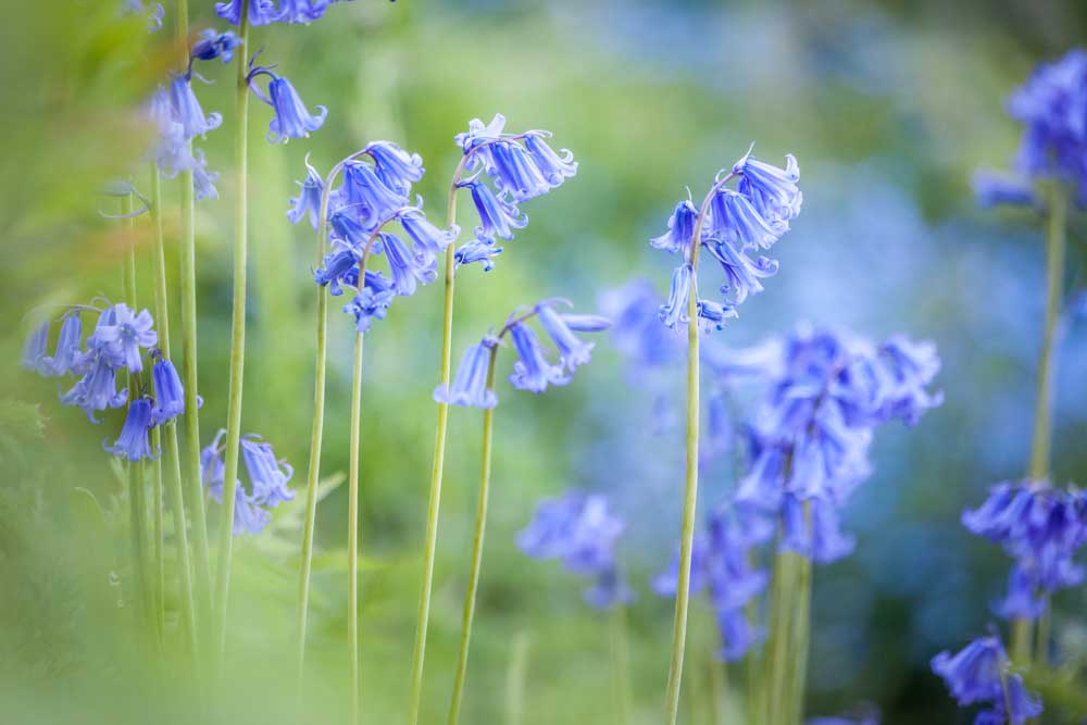 English Bluebells in Woodchester Park, Nympsfield, Gloucestershire od Christian Müringer