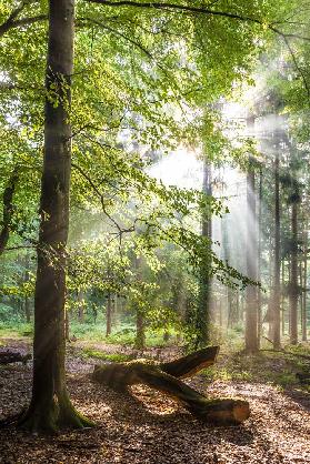 Sunbeams after the rain in the Taunus beech forests