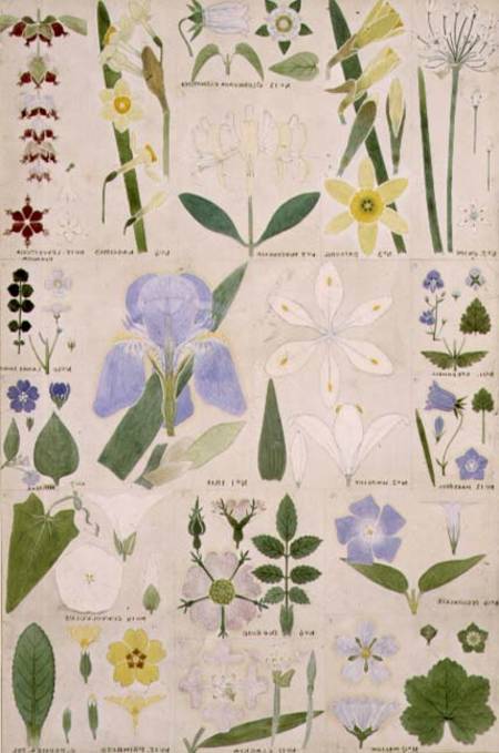 Botanical illustration, original from Owen Jones's (1809-74) `The Grammar of Ornament` od Christopher Dresser