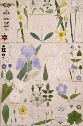 Botanical illustration, original from Owen Jones's (1809-74) `The Grammar of Ornament`