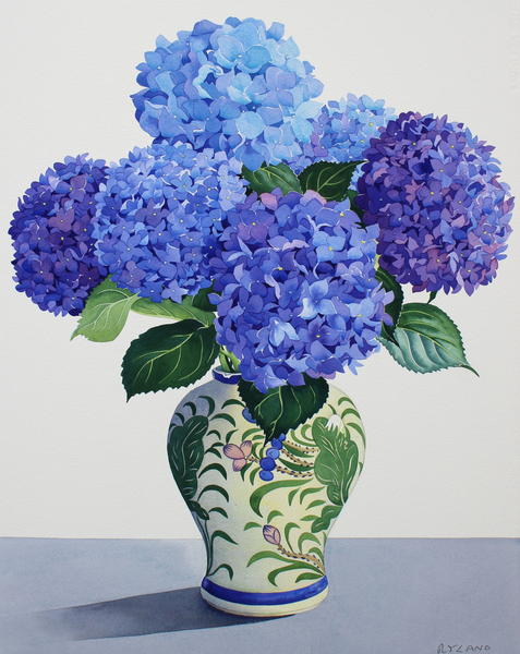 Blue Hydrangeas od Christopher  Ryland