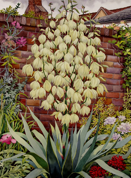 Flowering Yucca od Christopher  Ryland