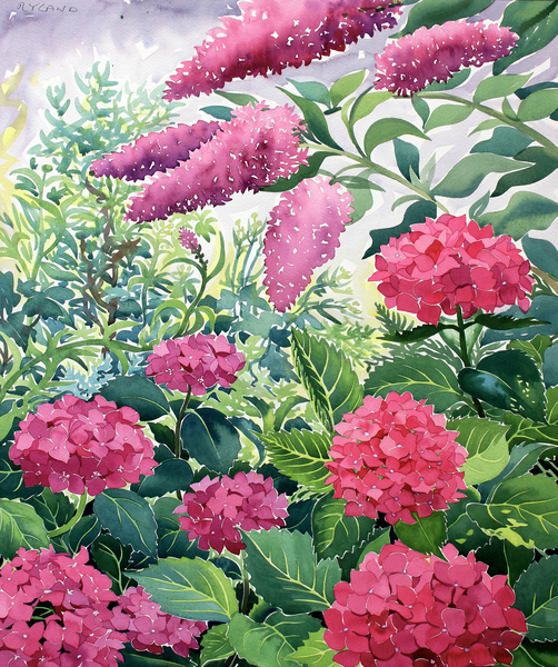 Garden Hydrangeas and Buddleia od Christopher  Ryland