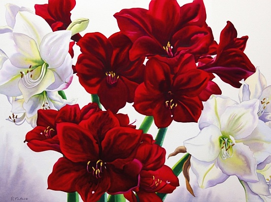 Red and White Amaryllis od Christopher  Ryland