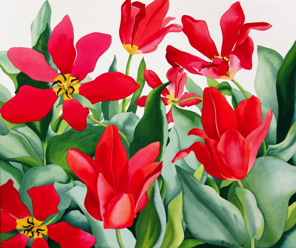 Shakespeare Tulips od Christopher  Ryland