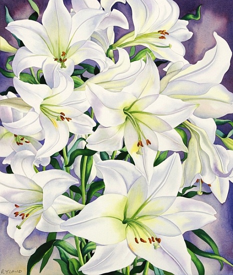 White Lilies od Christopher  Ryland