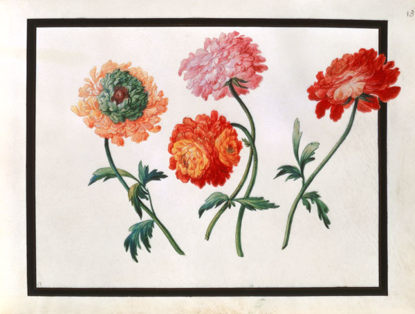 Chrysanthemums od Claude Aubriet