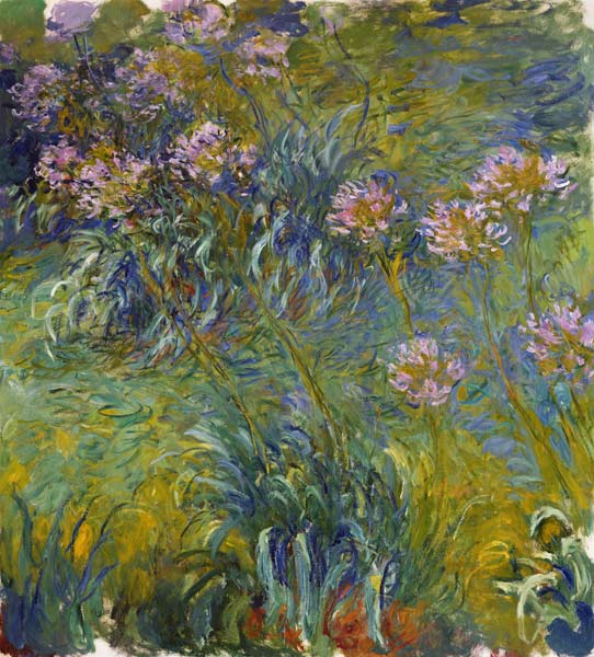 Agapanthus od Claude Monet