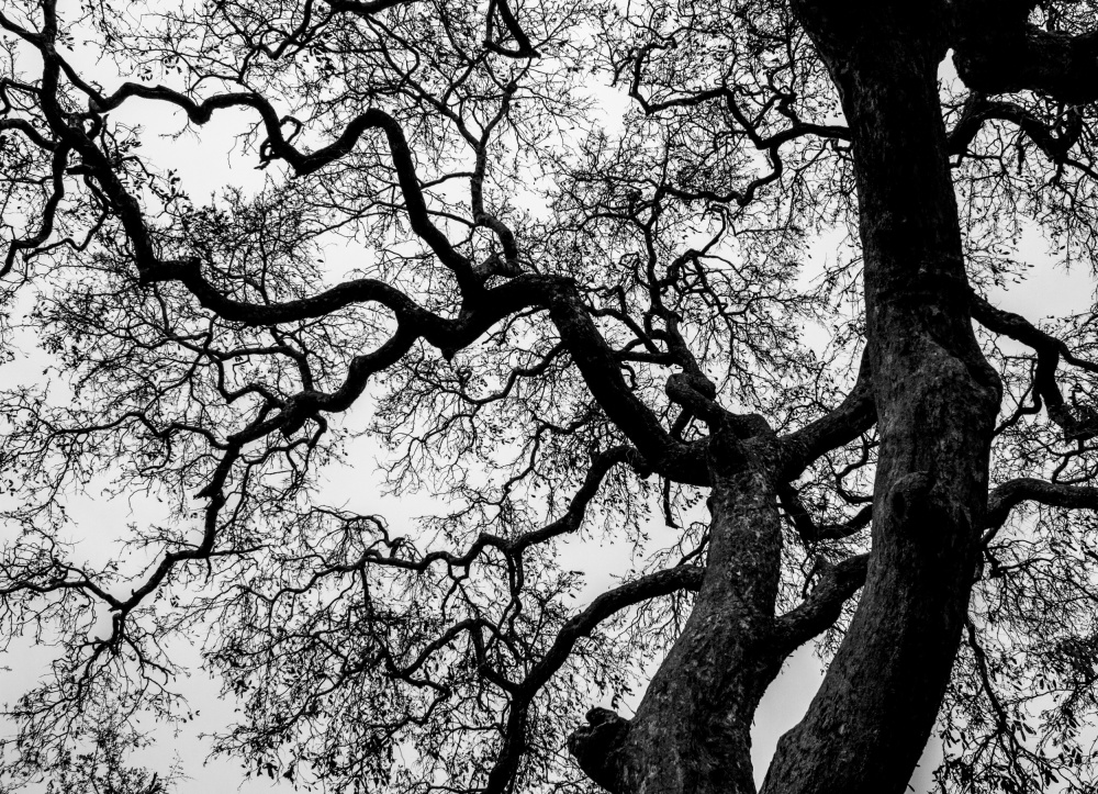 Abstract Tree Branches od Claudi Lourens