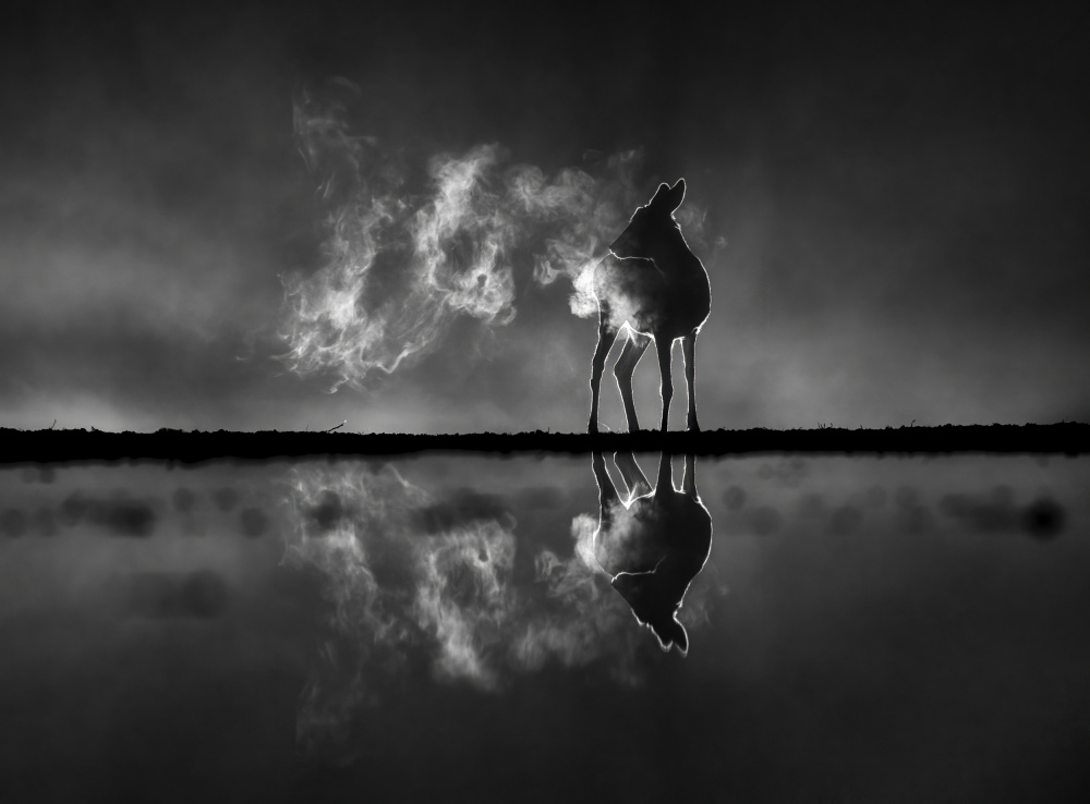 Deer in foggy night od Corry DeLaan