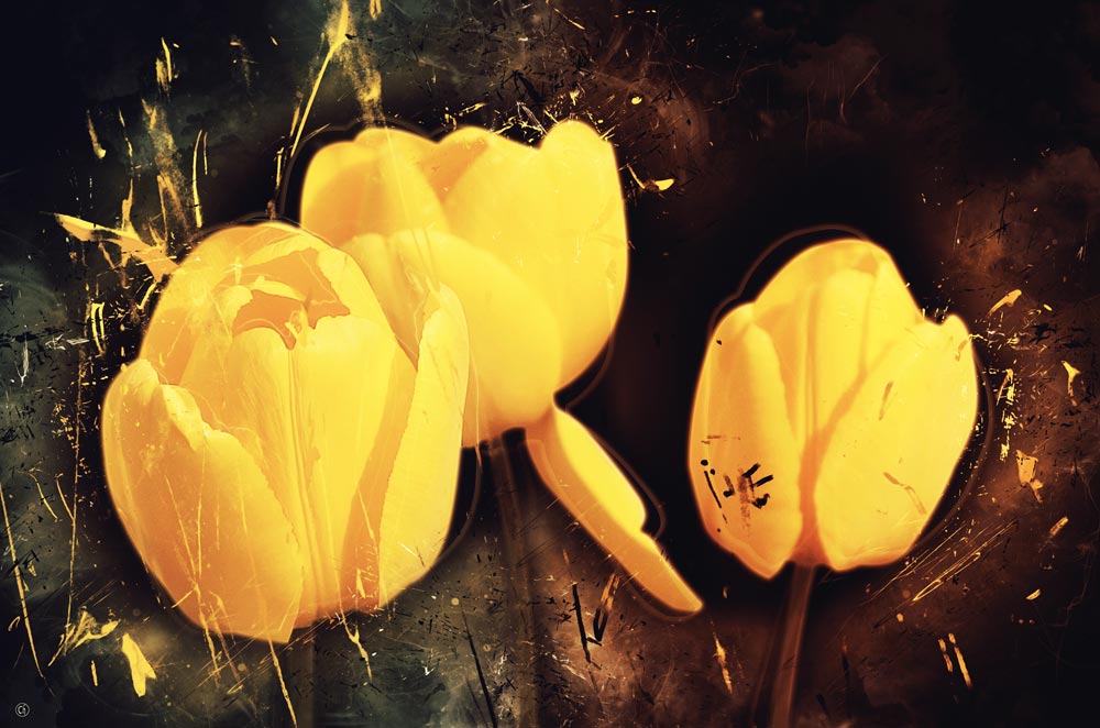 Tulipes od Chrystelle Coupat