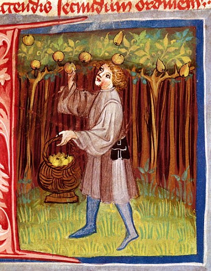 Picking fruit, from ''Opus Ruralium Commodorum'' Pietro Crescenzi (1230-1321) od Czech School