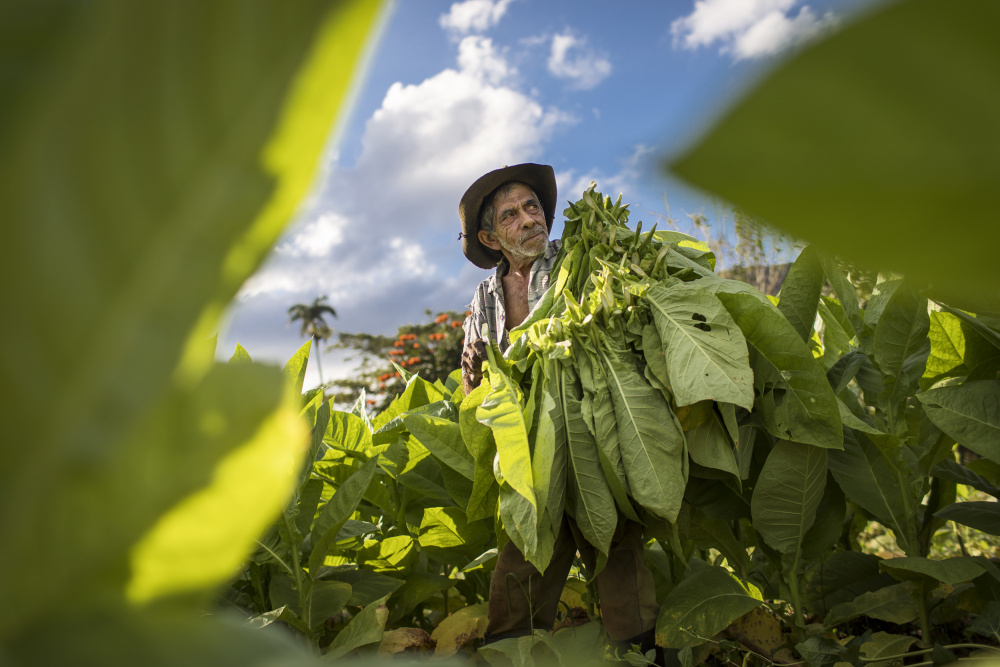 Tobacco harvesting - Vinales, Cuba od Dan Mirica